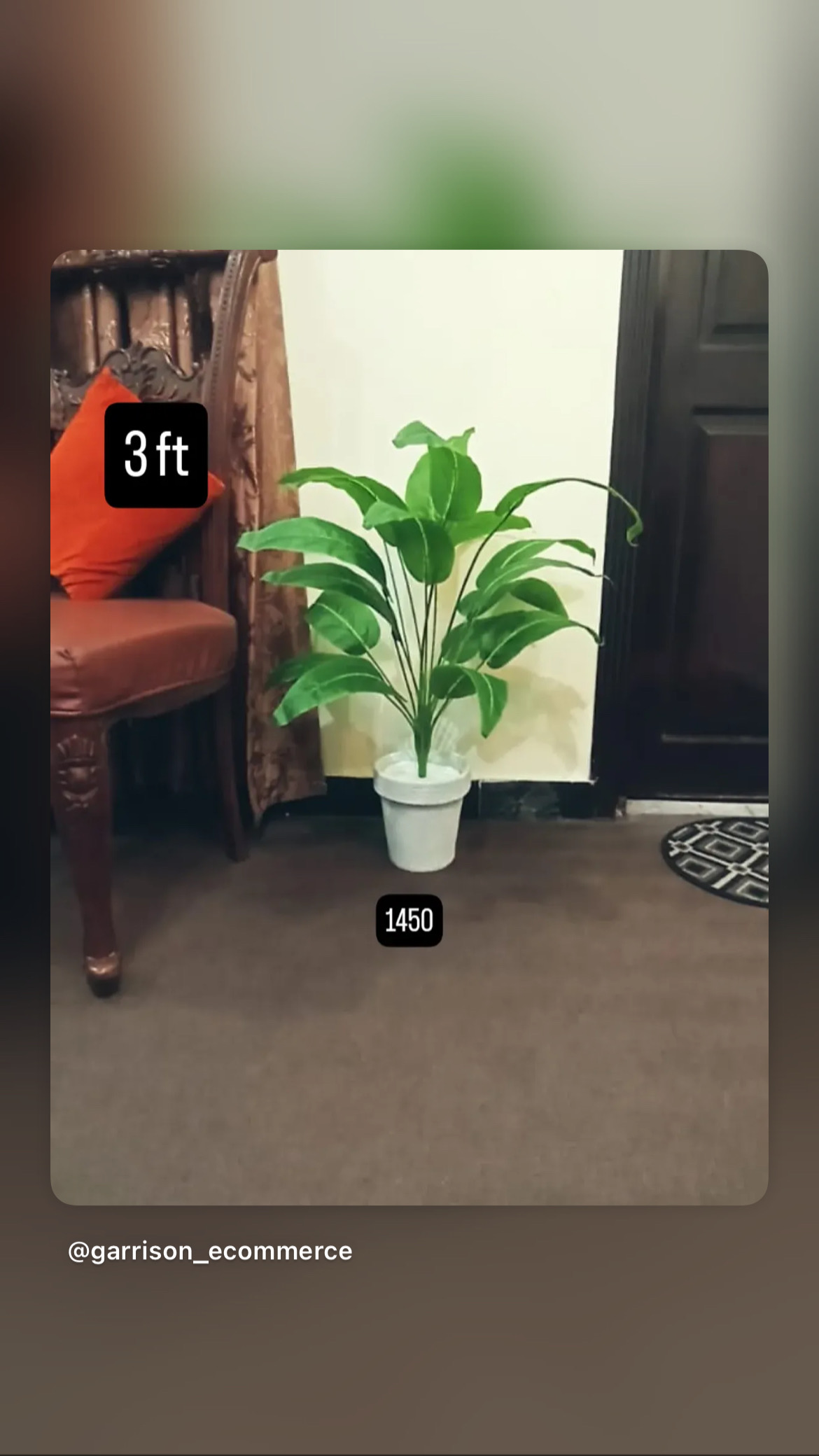 Paradise plant 3 ft
