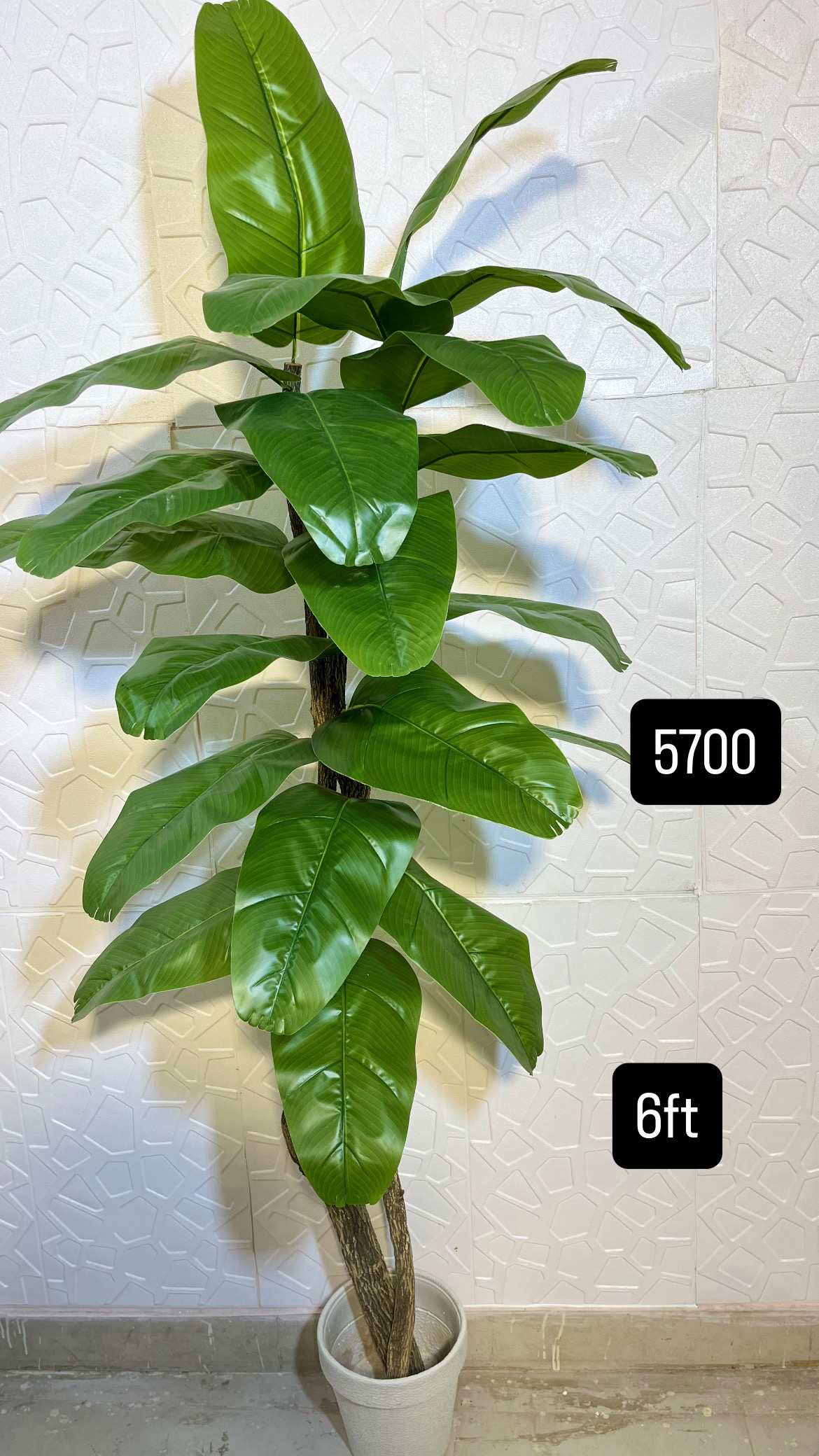 6ft banana plant