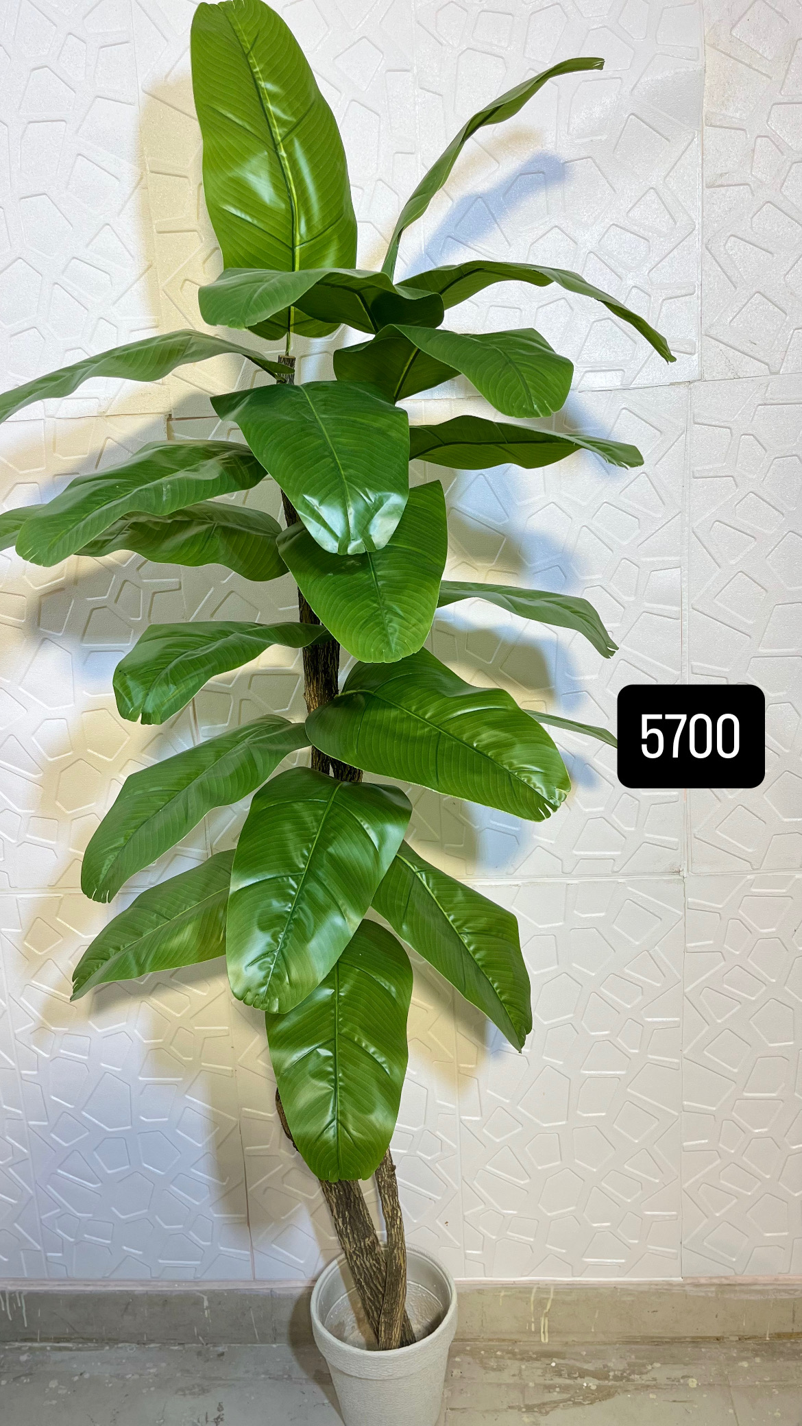 6ft banana plant — view 2