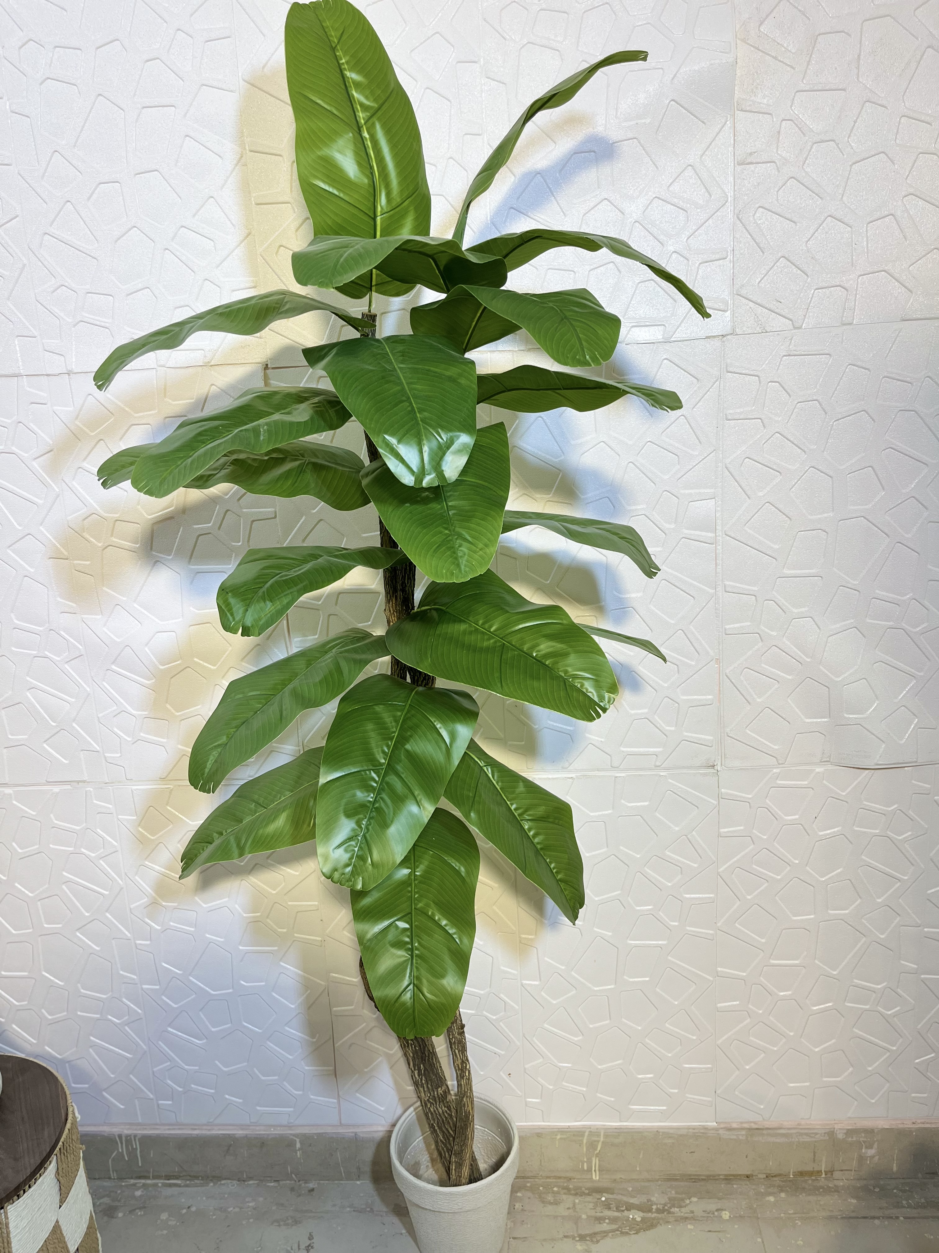 6ft banana plant view 3
