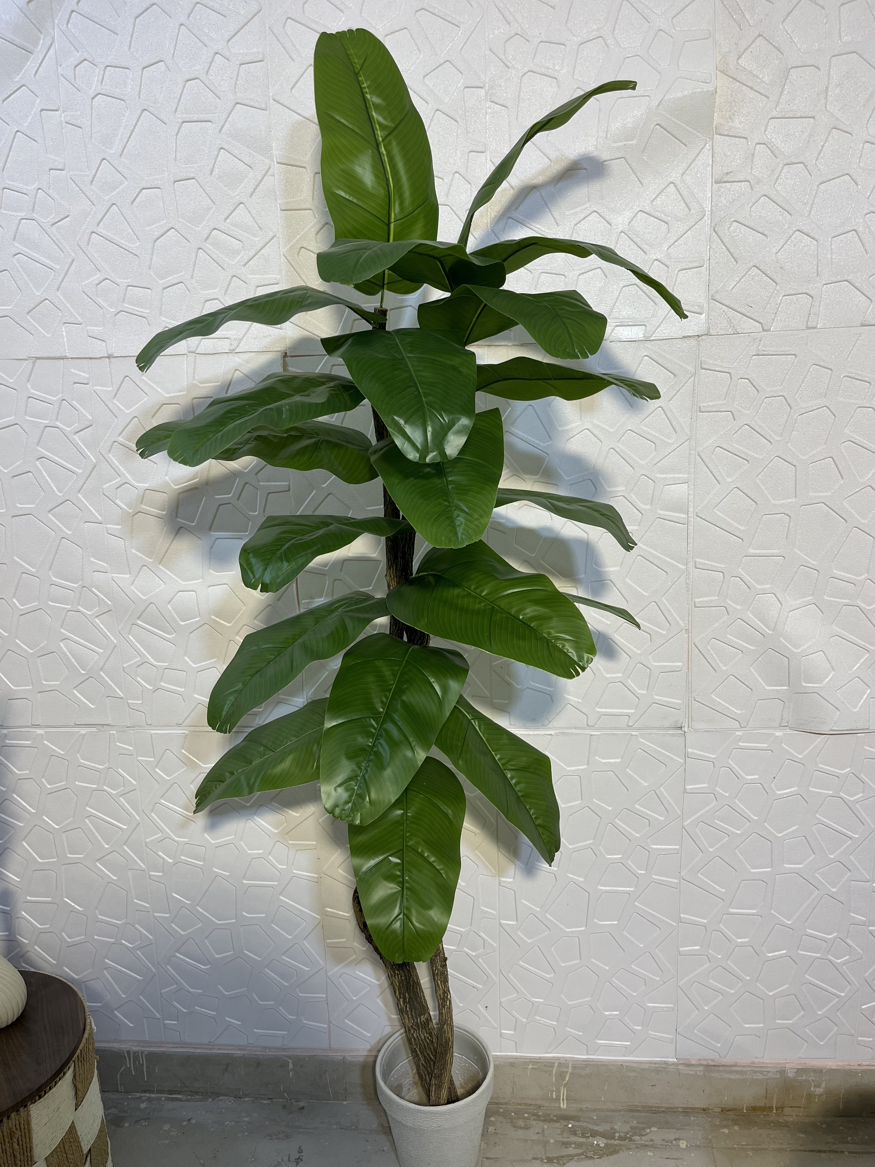 6ft banana plant view 4