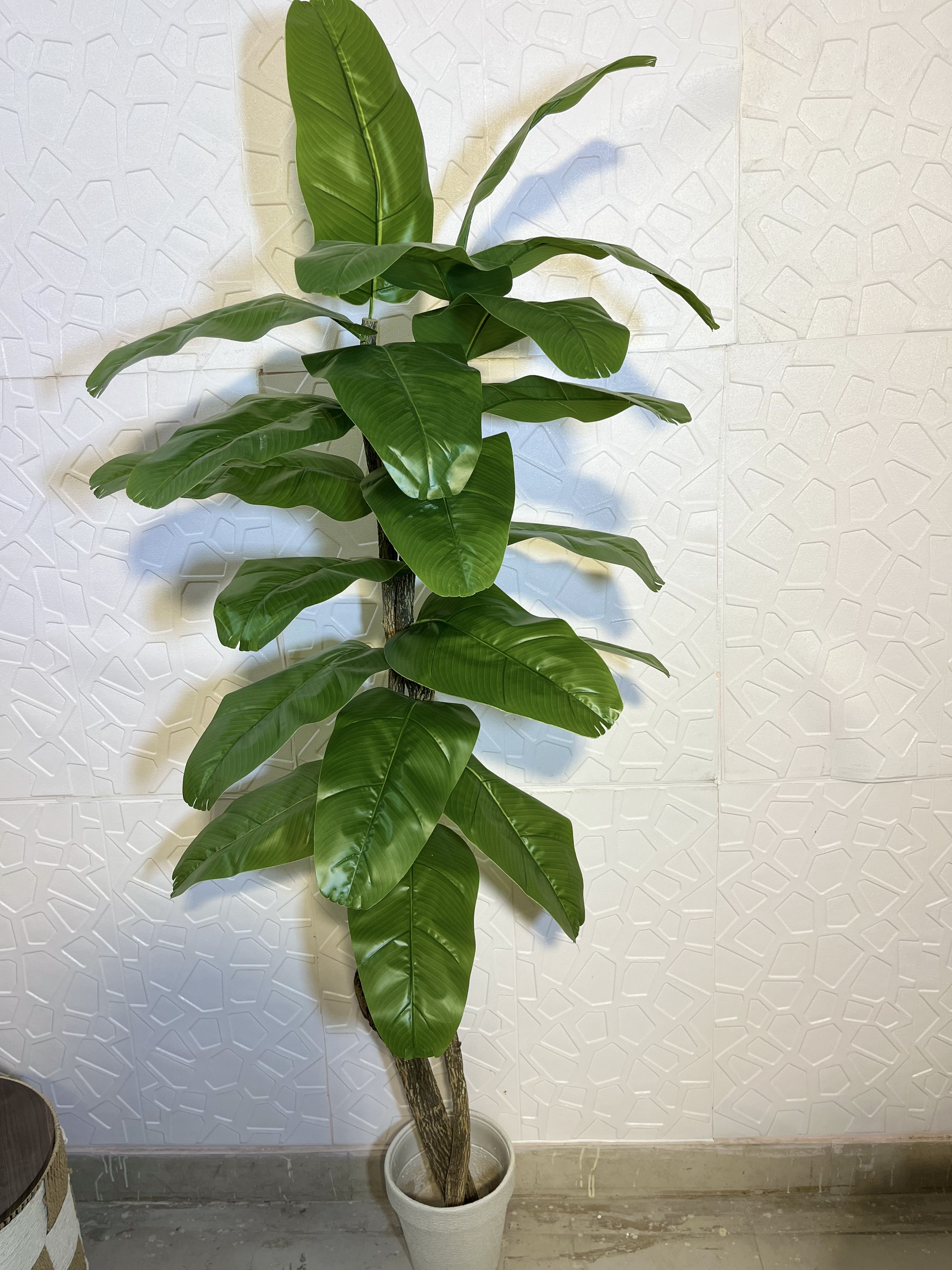 6ft banana plant view 5