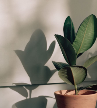 Plants