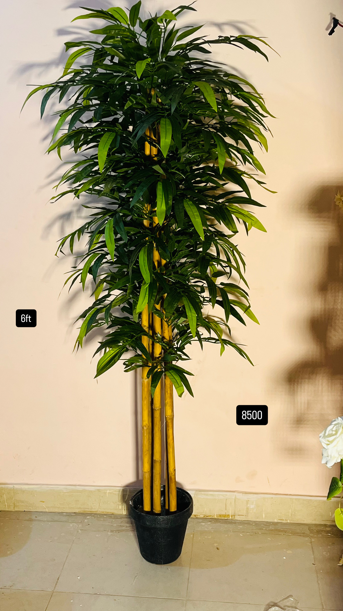 6ft plant