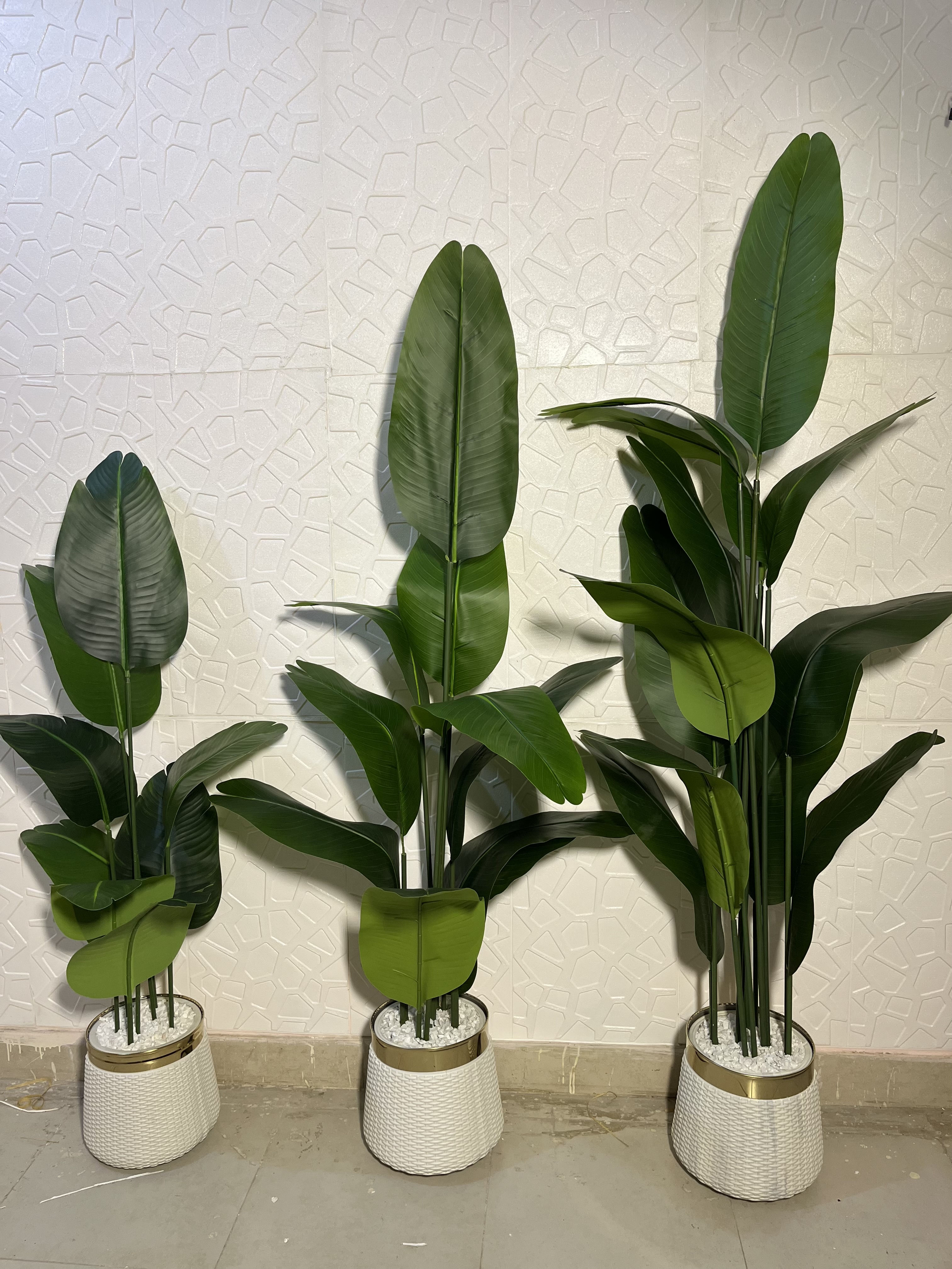 Banana plant 4.5 ft,  5.5ft,  6ft+