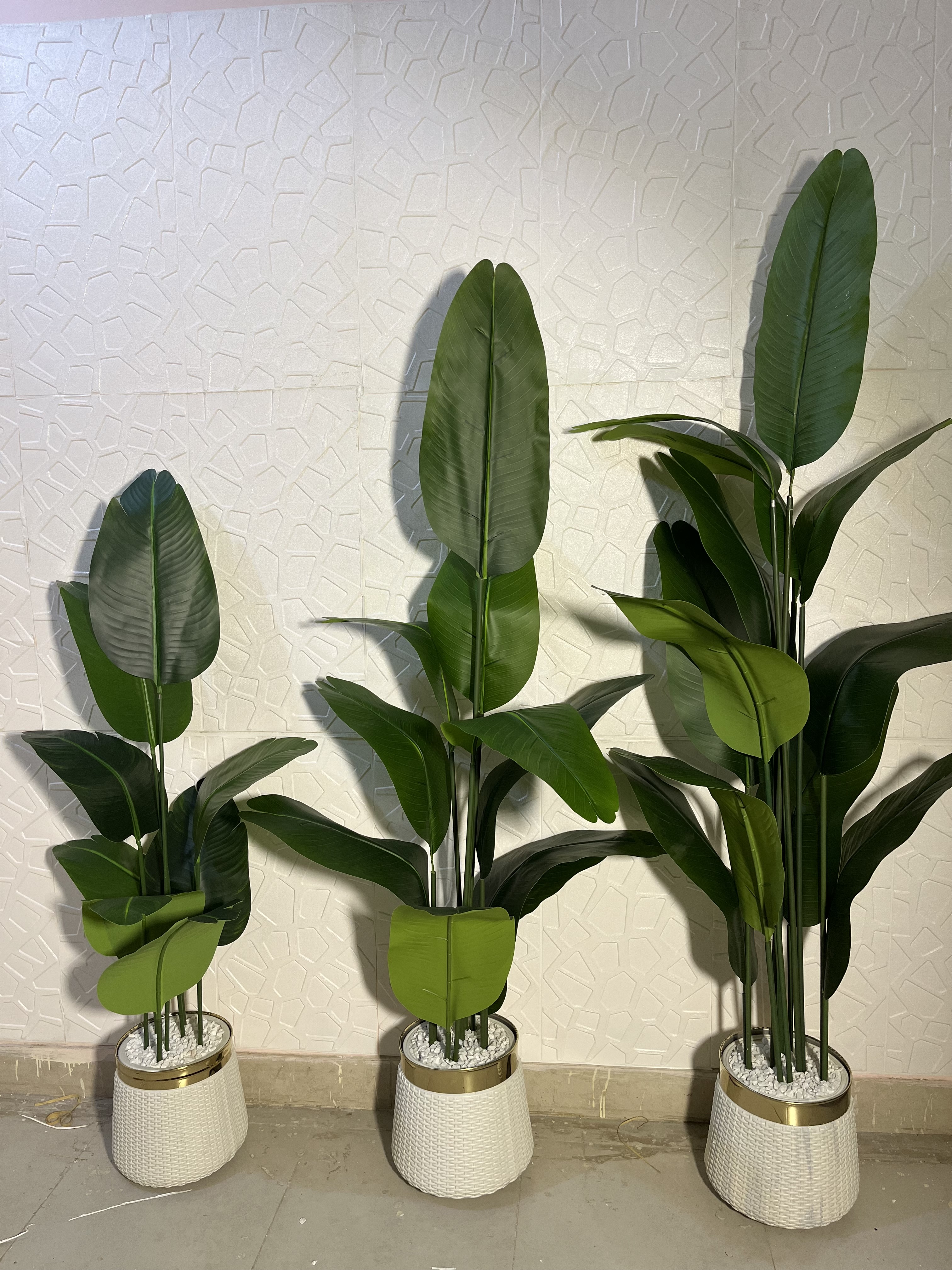 Banana plant 4.5 ft,  5.5ft,  6ft+ — view 2