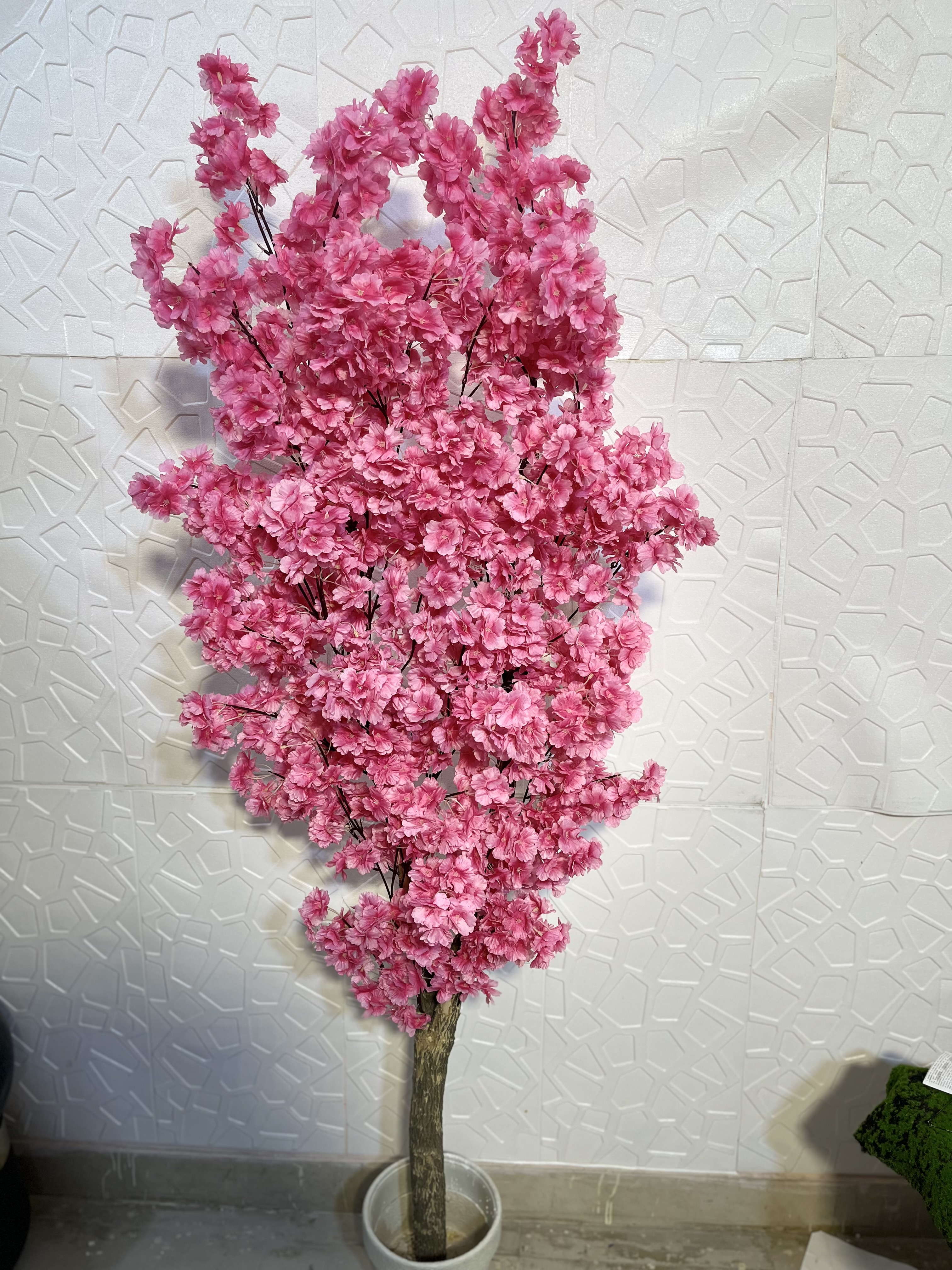 6 ft blossom large plant 