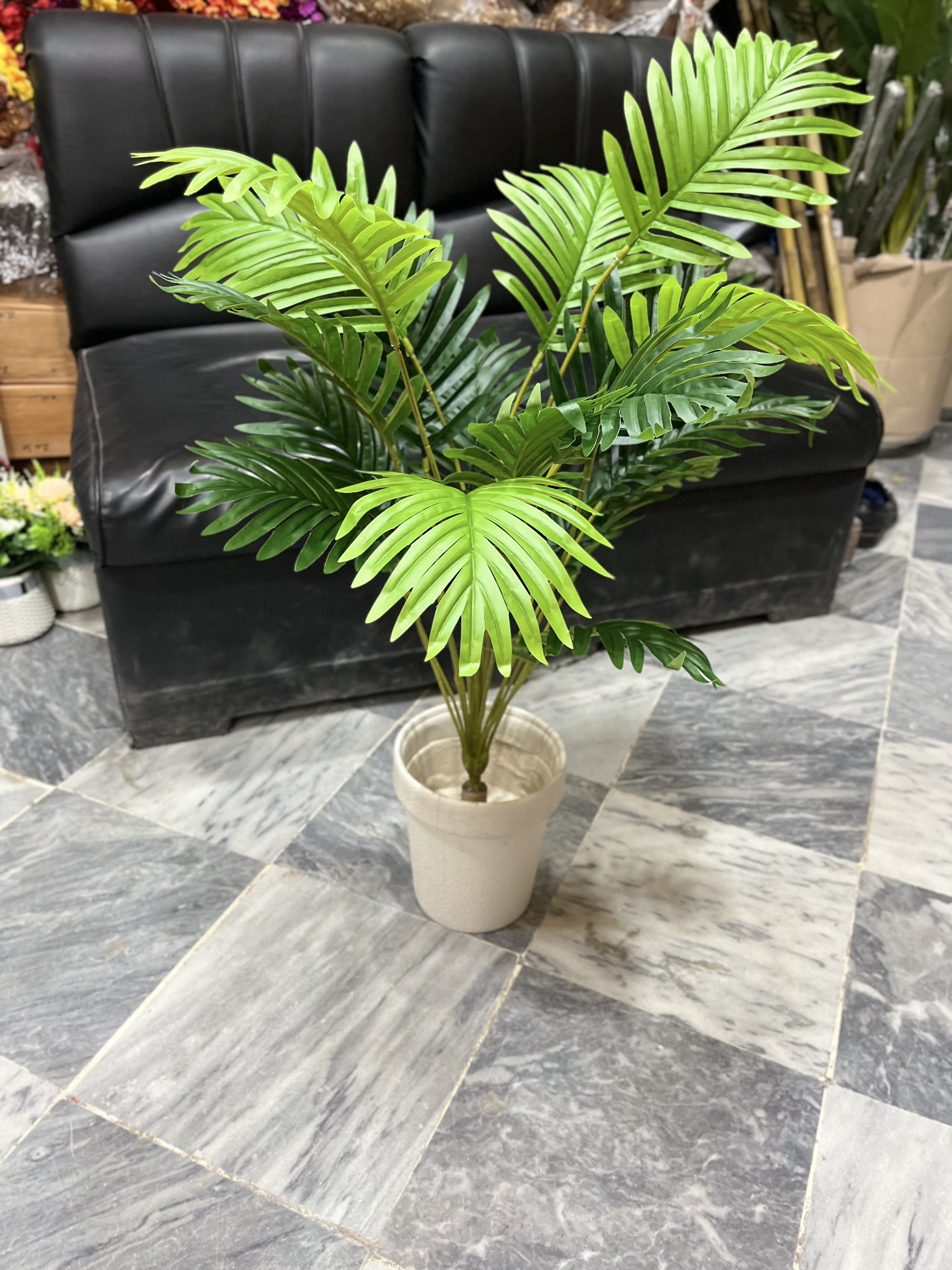Palm plant 2.5 ft with simple pot