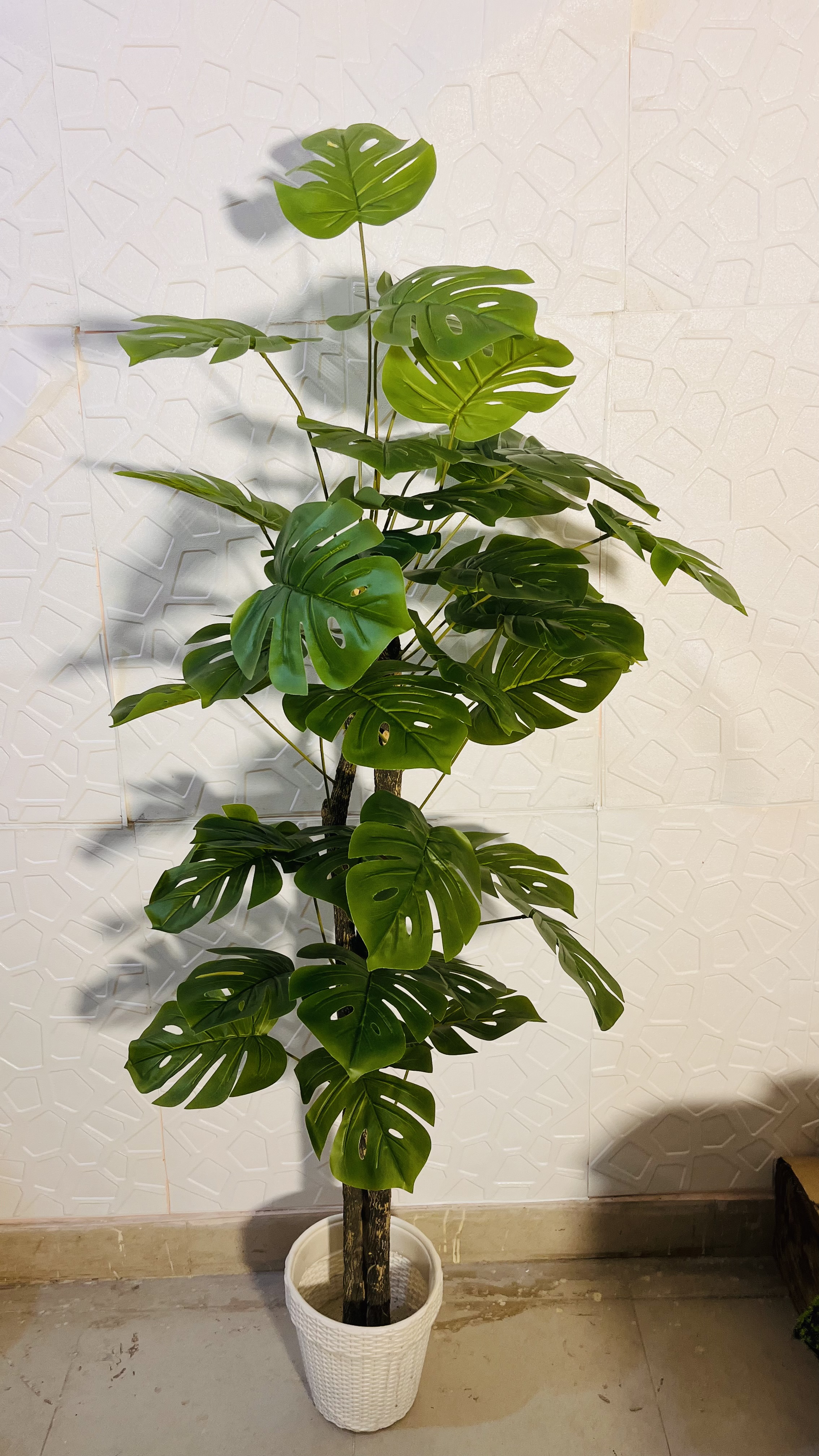 monstera plant 5ft view 3